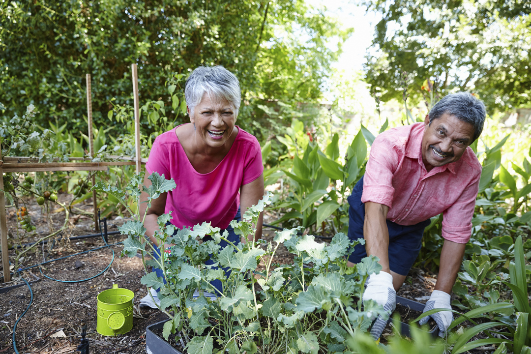 Mature couple laughing while gardening.